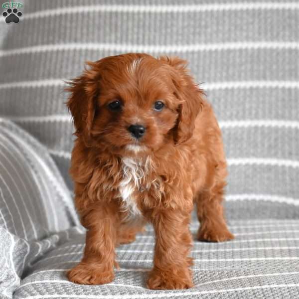 Caramel, Cavapoo Puppy